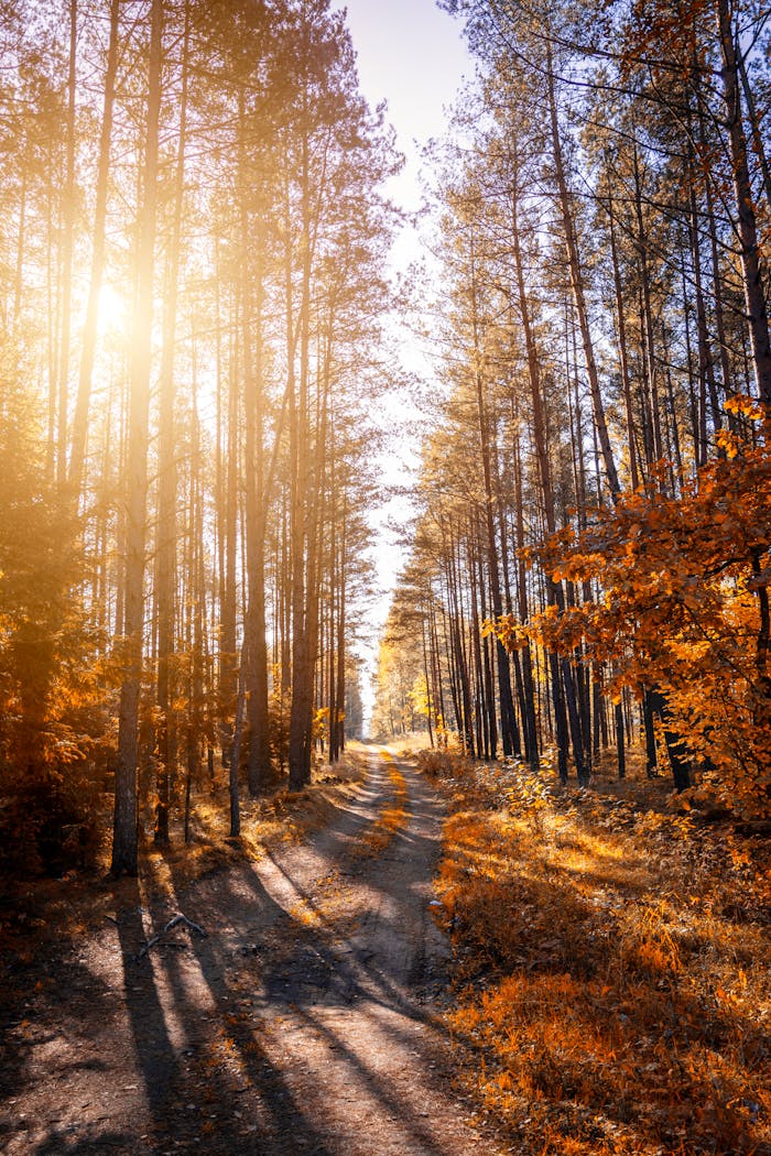 Sunlit forest path in autumn with tall trees and vibrant foliage.