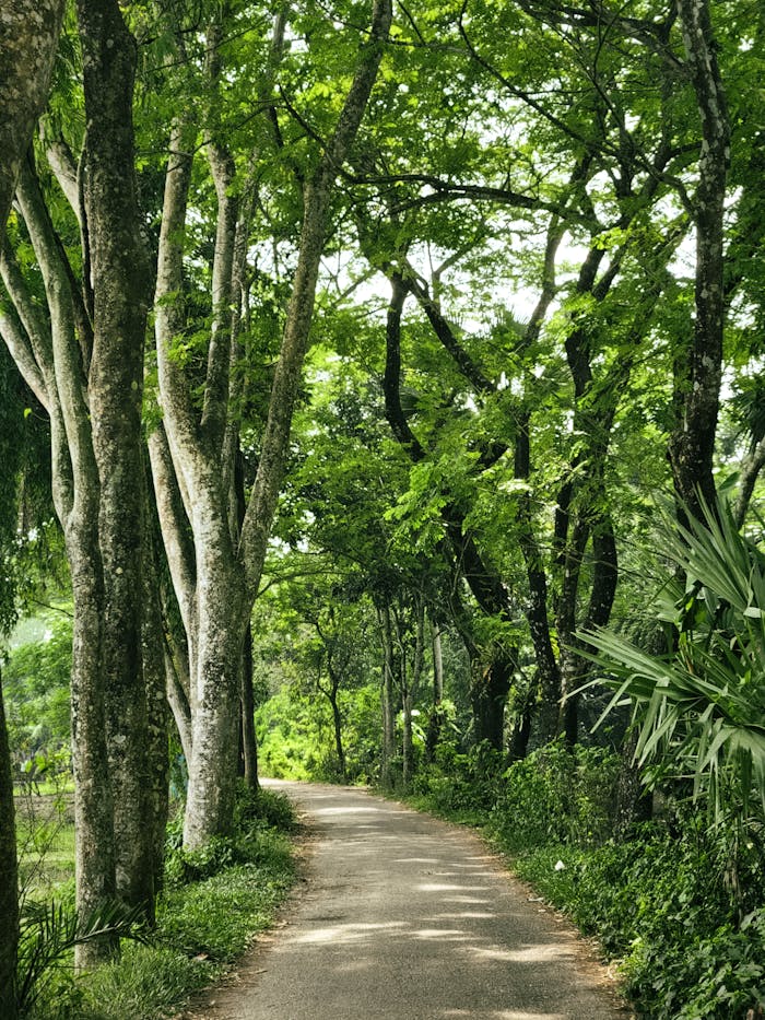 The clearest way into the Universe is through a forest wilderness.